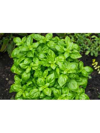 Huile essentielle de Basilic tropical bio