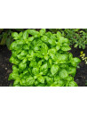 Huile essentielle de Basilic tropical bio