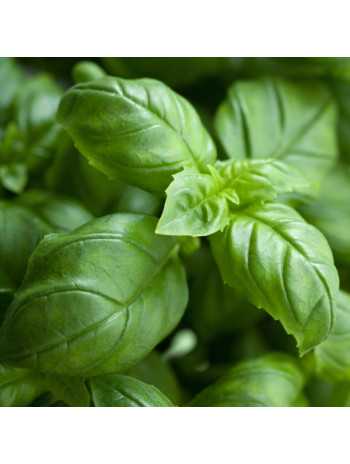 Huile essentielle de Basilic tropical bio