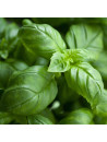 Huile essentielle de Basilic tropical bio