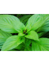 Huile essentielle de Basilic tropical bio
