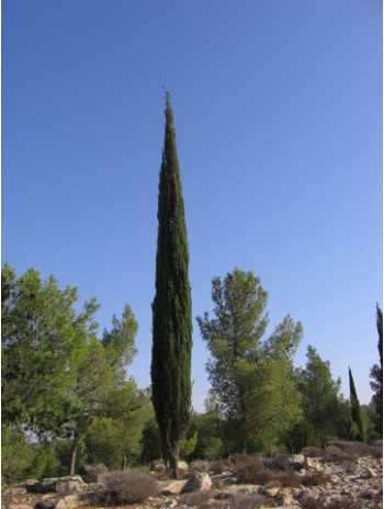 Huile essentielle de Cyprès