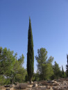 Huile essentielle de Cyprès