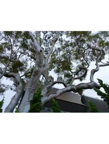 Huile essentielle d' Eucalyptus citronné