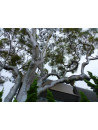 Huile essentielle d' Eucalyptus citronné