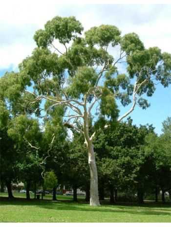 Huile essentielle d' Eucalyptus citronné