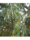 Huile essentielle d' Eucalyptus citronné