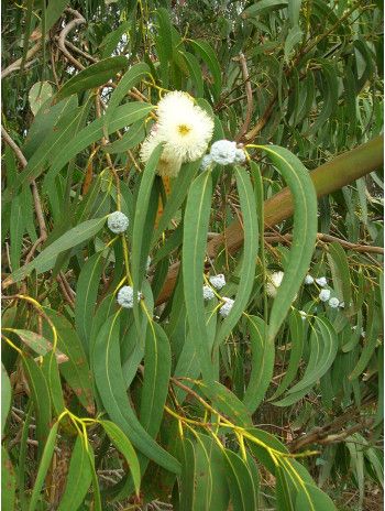 huile essentielle d' Eucalyptus globulus bio
