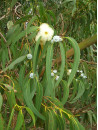 huile essentielle d' Eucalyptus globulus bio