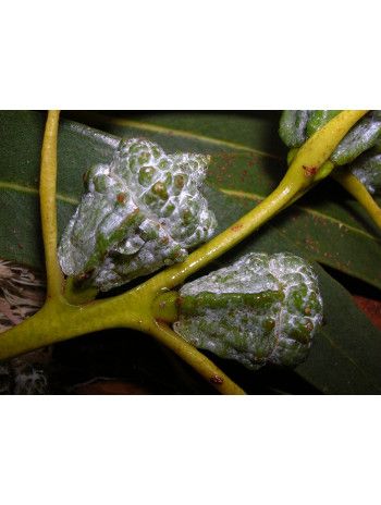 huile essentielle d' Eucalyptus globulus bio