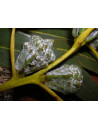 huile essentielle d' Eucalyptus globulus bio