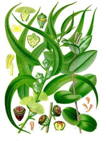huile essentielle d' Eucalyptus globulus bio