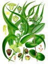 huile essentielle d' Eucalyptus globulus bio