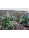 huile essentielle d' Eucalyptus globulus bio