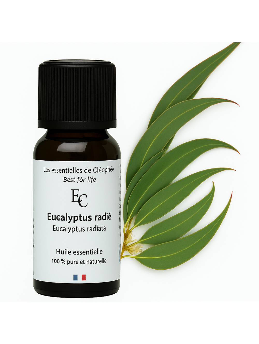 Huile essentielle d' Eucalyptus radié Huile essentielle d' Eucalyptus radié