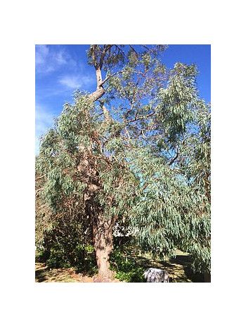 Huile essentielle d' Eucalyptus radié