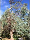 Huile essentielle d' Eucalyptus radié