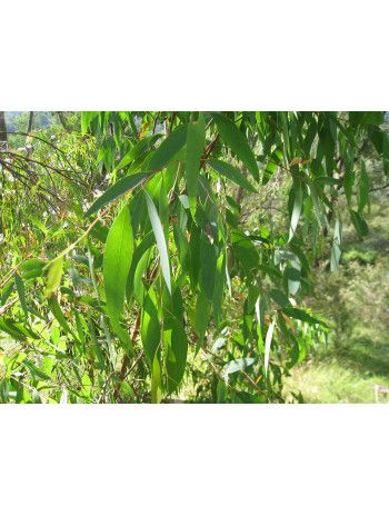 Huile essentielle d' Eucalyptus radié
