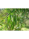 Huile essentielle d' Eucalyptus radié