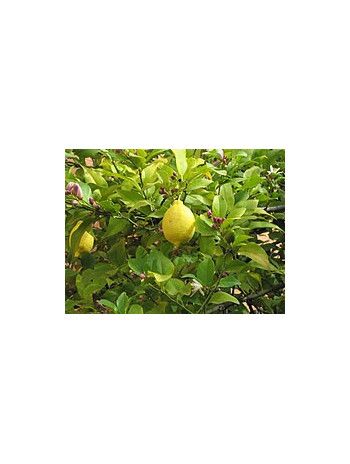 Huile essentielle de Citron