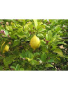 Huile essentielle de Citron