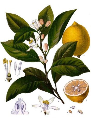 Huile essentielle de Citron