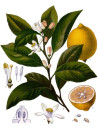 Huile essentielle de Citron