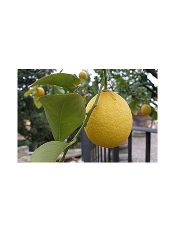 Huile essentielle de Citron