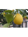 Huile essentielle de Citron