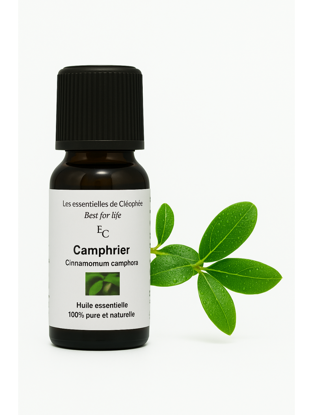 huile essentielle de Camphrier