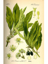 huile essentielle de Laurier noble bio