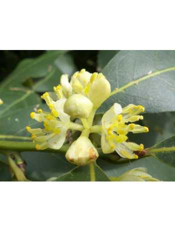 huile essentielle de Laurier noble bio