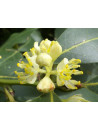 huile essentielle de Laurier noble bio
