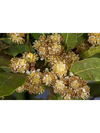 huile essentielle de Laurier noble bio