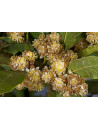 huile essentielle de Laurier noble bio