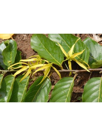Huile essentielle d' Ylang-ylang III