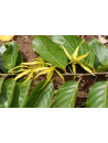Huile essentielle d' Ylang-ylang III
