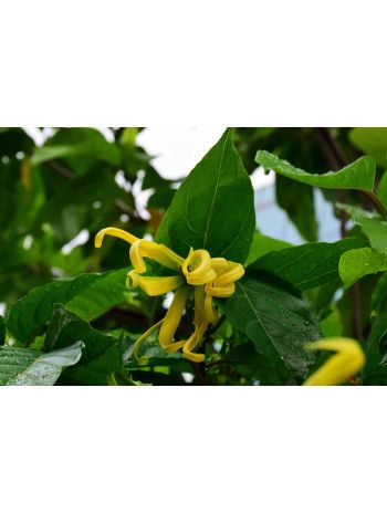 Huile essentielle d' Ylang-ylang III