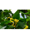 Huile essentielle d' Ylang-ylang III