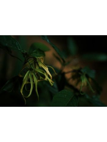 Huile essentielle d' Ylang-ylang III
