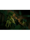 Huile essentielle d' Ylang-ylang III