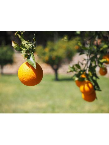 Huile essentielle d' Orange douce bio