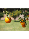 Huile essentielle d' Orange douce bio