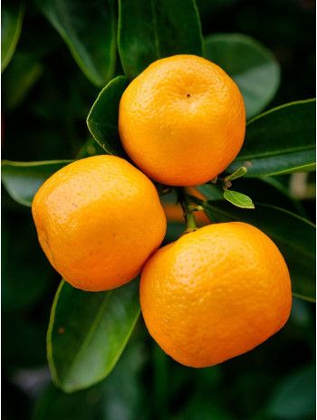 Huile essentielle d' Orange douce bio