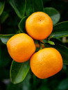 Huile essentielle d' Orange douce bio