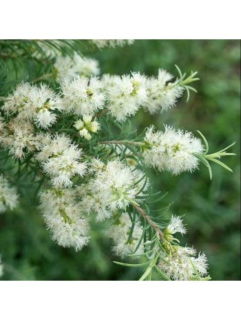Huile essentielle de Tea tree
