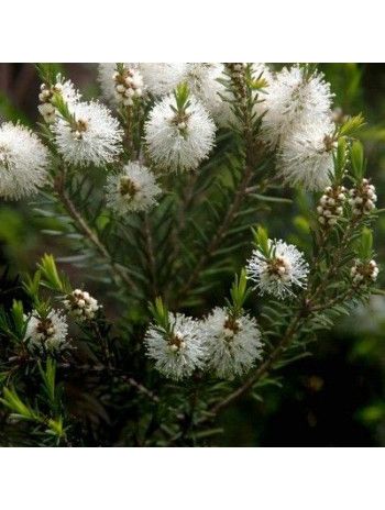 Huile essentielle de Tea tree