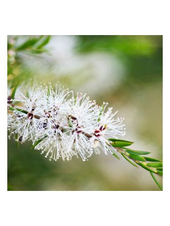 Huile essentielle de Tea tree