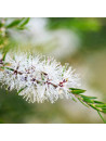 Huile essentielle de Tea tree