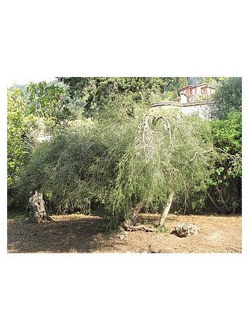 Huile essentielle de Tea tree